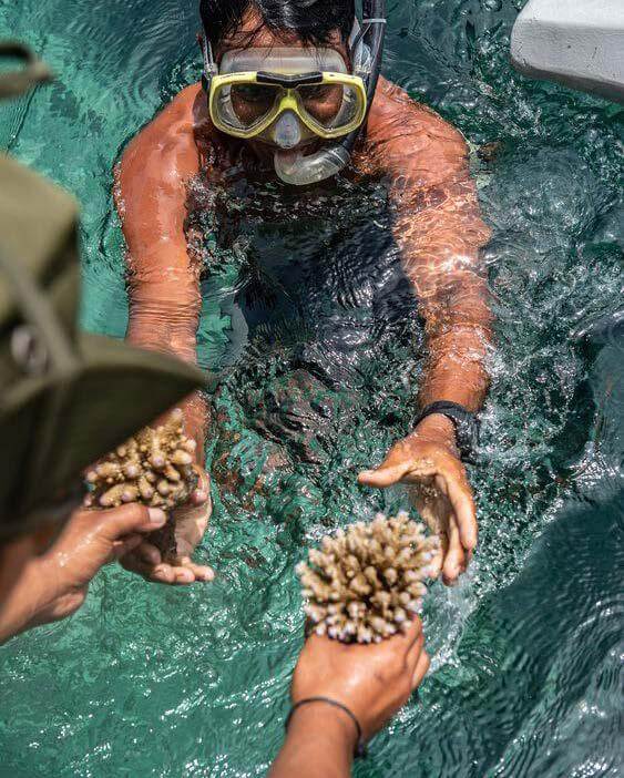 planting coral