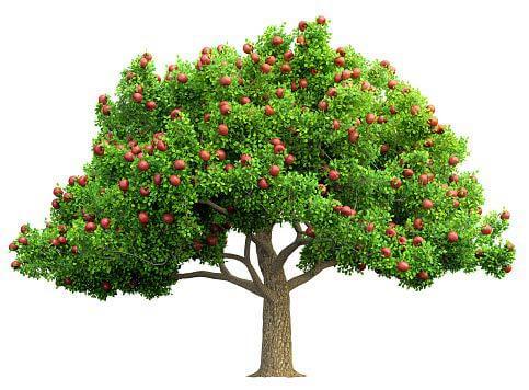 fruit tree