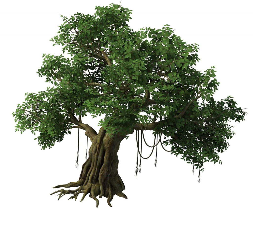 banyan tree